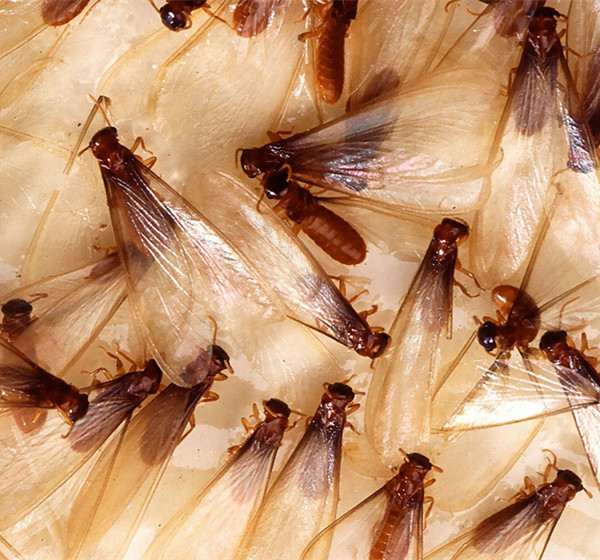 Signs of Termites 1