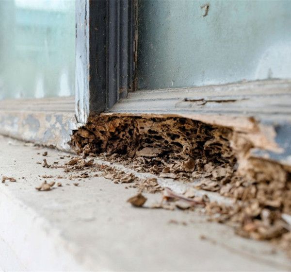 Signs of Termites 2