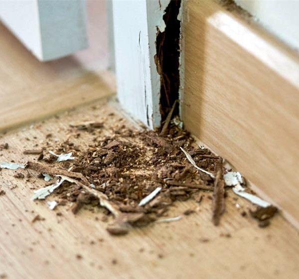 Signs of Termites 3
