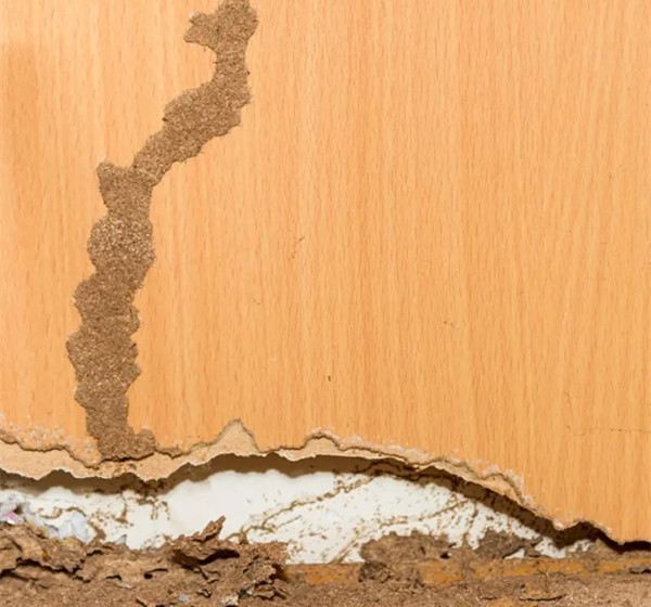 Signs of Termites 4