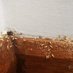 Termite Infestation 01