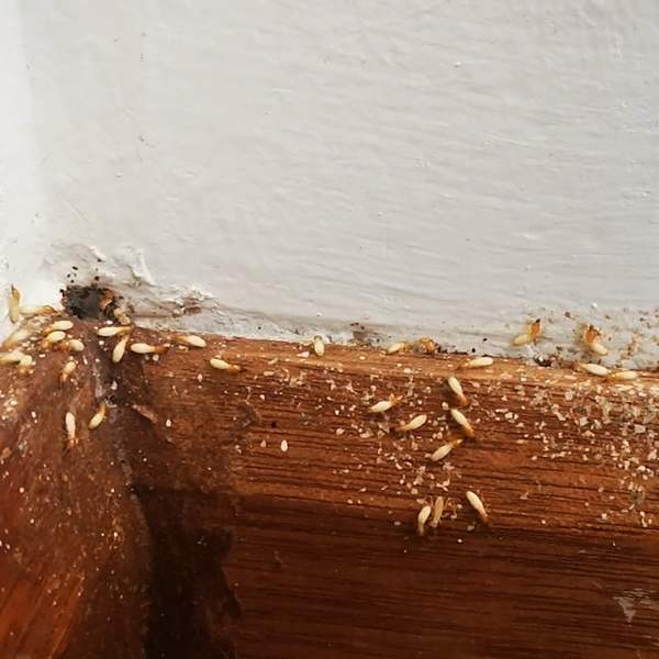 Termite Infestation 01