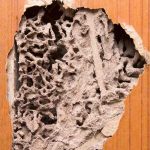 Termite Infestation 02