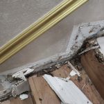 Termite Infestation 03