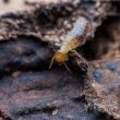 termite treatment at home